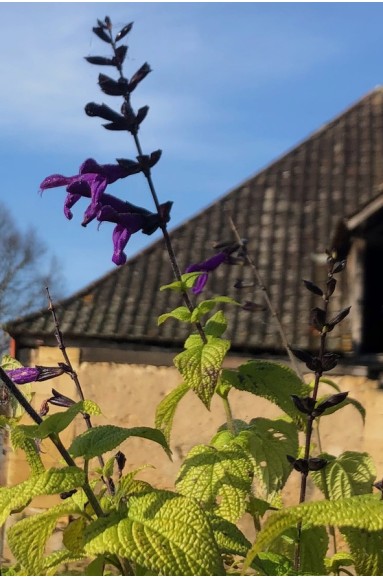 Salvia 'Purple Majesty'