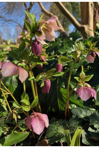 Helleborus orientalis Rose de Noel fleur