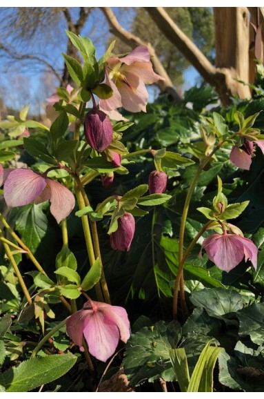 Helleborus orientalis Rose de Noel fleur