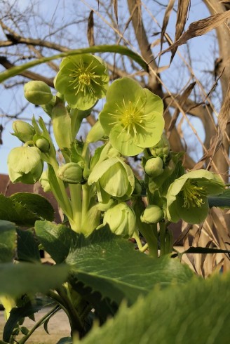 Helleborus argutifolius fleur