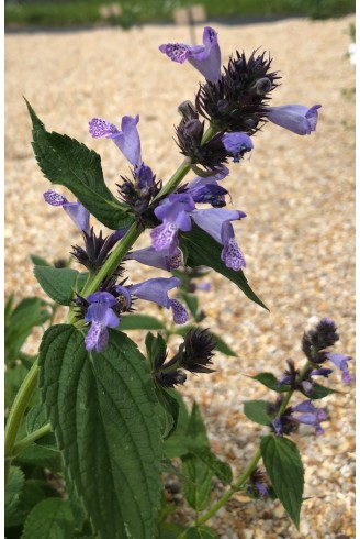 Nepeta manchuriensis 'Manchu Blue'