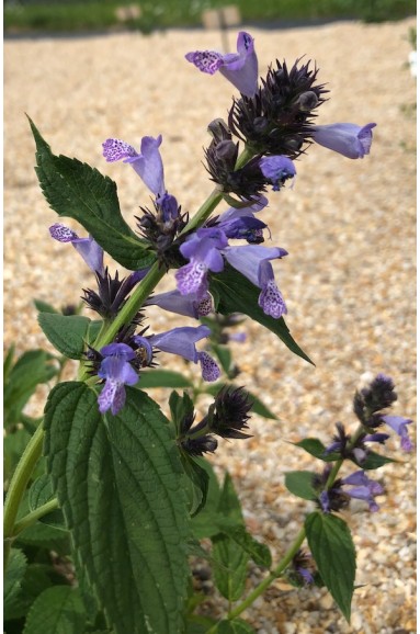 Nepeta manchuriensis 'Manchu Blue'