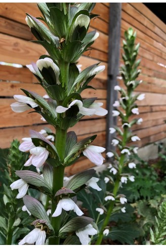 Acanthus 'Summer Beauty' fleur d'Acanthe