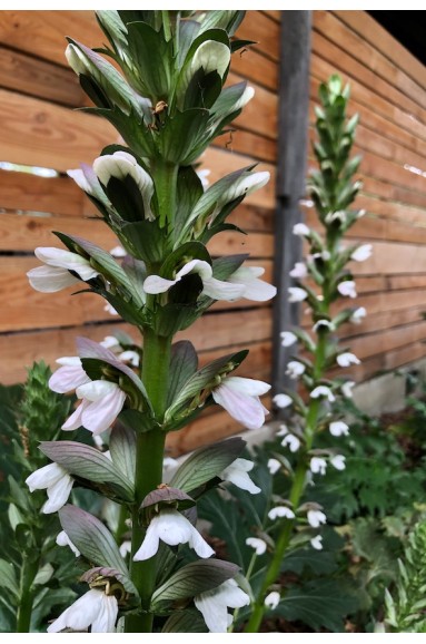 Acanthus 'Summer Beauty' fleur d'Acanthe