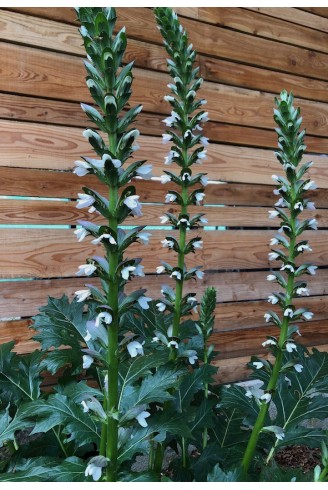 Acanthus 'Summer Beauty' plante entière