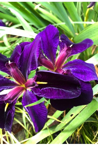 Iris Louisiana Black Gamecock fleur