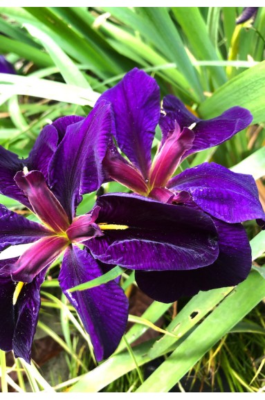 Iris Louisiana Black Gamecock fleur