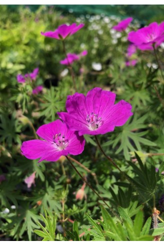 Geranium sanguineum Elsbeth couvre-sol