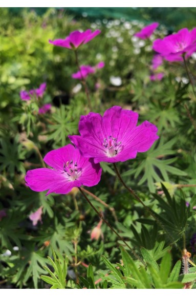 Geranium sanguineum Elsbeth couvre-sol