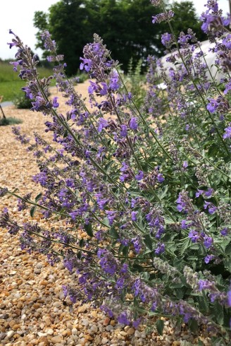 Nepeta racemosa 'Walker's Low' plante couvre-sol