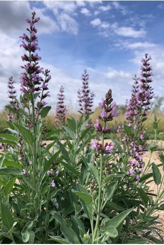 Sauge officinale - Salvia officinalis 'Rosea'
