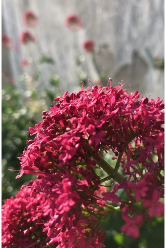 Centranthus ruber - Valeriane rouge