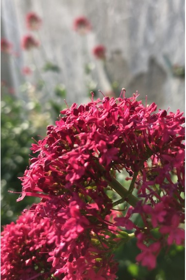 Centranthus ruber - Valeriane rouge