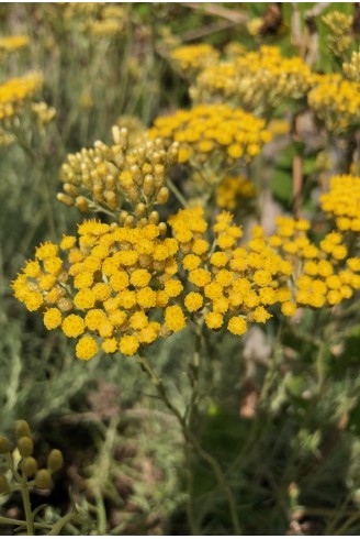 Helichrysum italicum fleur