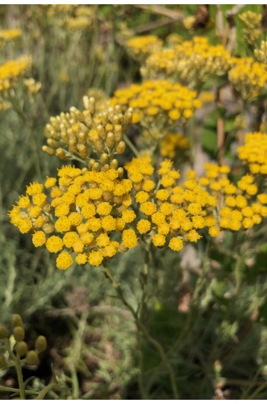 Helichrysum italicum fleur