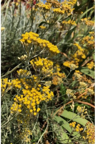 Helichrysum thianschanicum