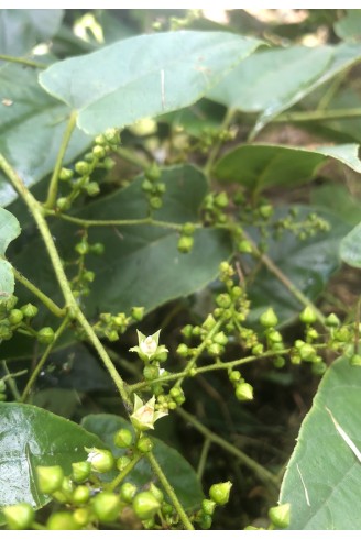 Rubus ichangensis