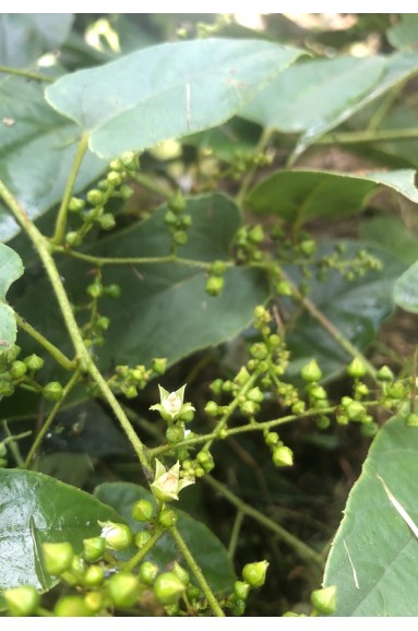 Rubus ichangensis