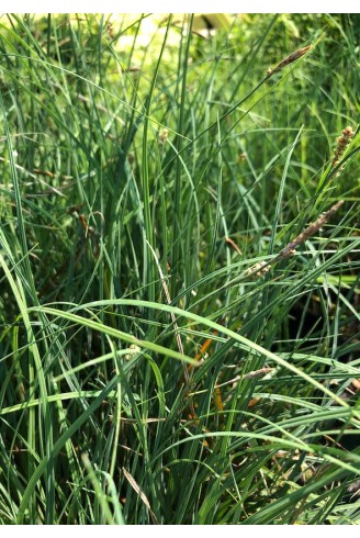 Carex panicea