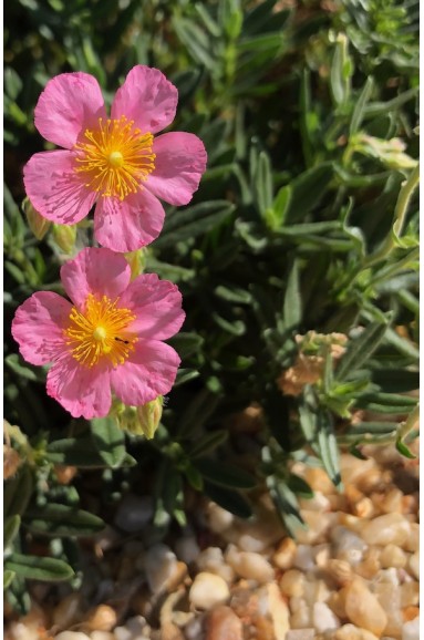 Helianthemum Lawrenson s Pink fleur rose