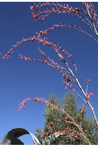 Hesperaloe campanulata Fleur rose