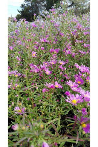 Aster (Symphyotrichum)...