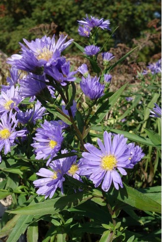 Symphyotrichum novi-belgii...