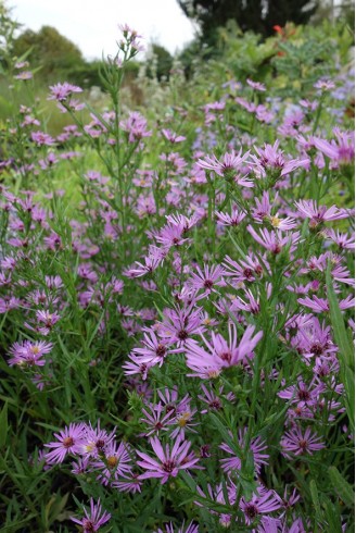 Aster (Symphyotrichum)...