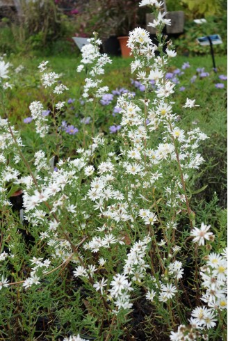 Aster (Symphyotrichum)...