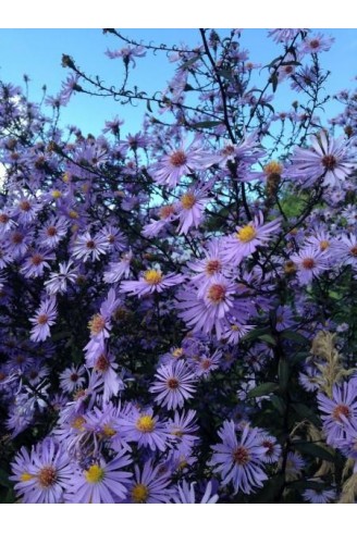 Aster (Symphyotrichum)...