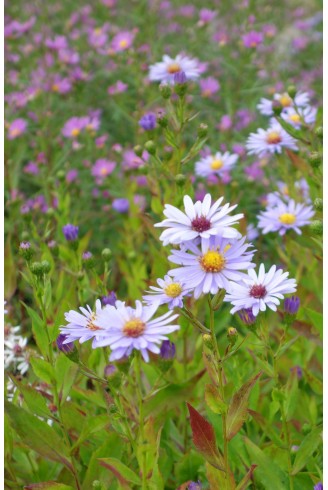 Aster (Symphyotrichum) n.b...