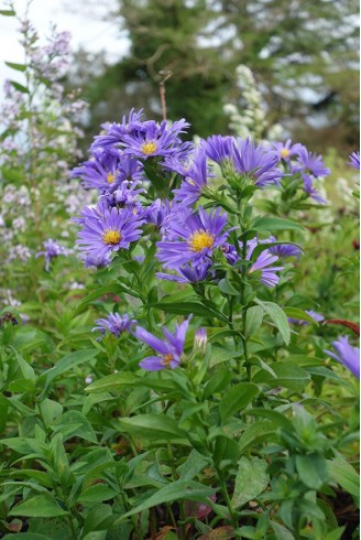 Aster (Symphyotrichum) n.b...