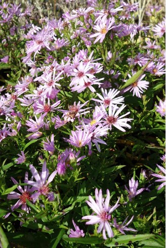 Aster (Symphyotrichum) n.b...