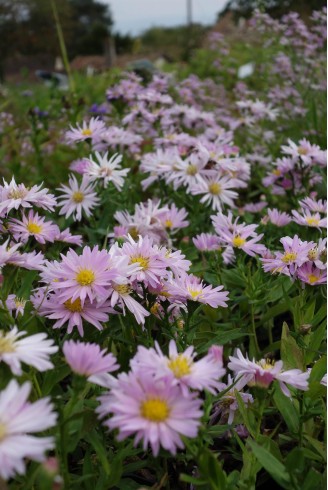 Aster (Symphyotrichum) n.b...