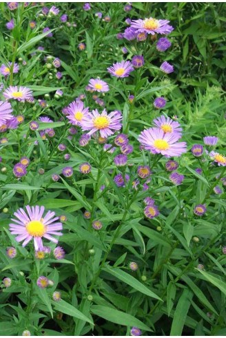 Aster (Symphyotrichum) n.b...