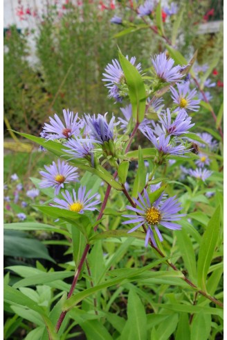 Aster (Symphyotrichum)...