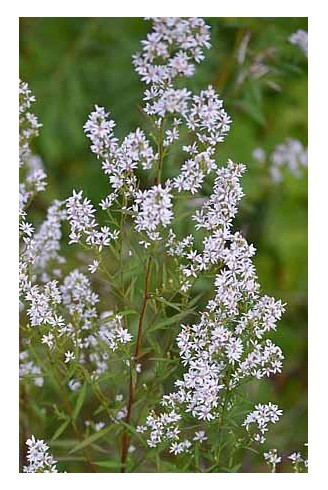 Aster (Symphyotrichum)...