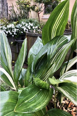 Aspidistra elatior 'Variegata'