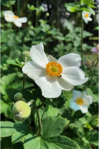 Anemone Andrea Atkinson fleur blanche