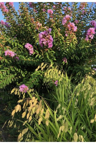 Chasmanthium latifolium plante