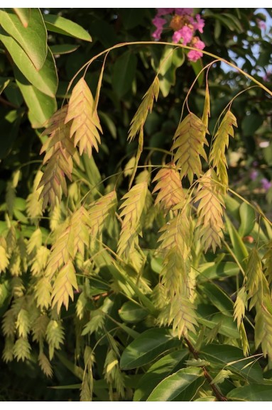 Chasmanthium latifolium fleur