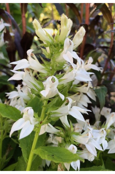 Lobelia siphilitica Alba fleur