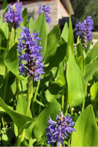 Pontederia cordata