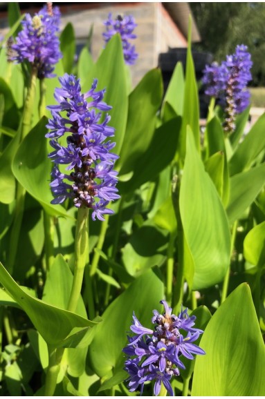 Pontederia cordata