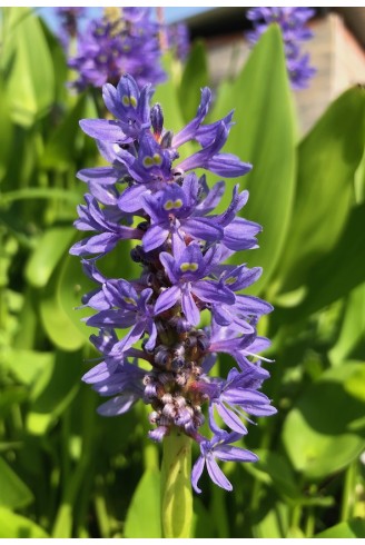 Pontedera cordata fleur bleue