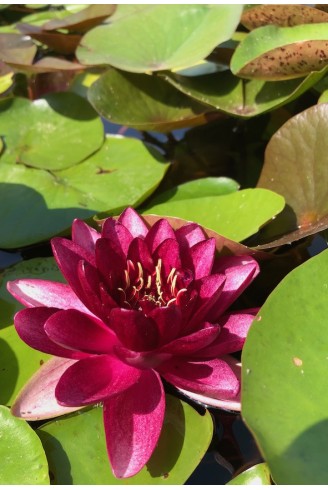 Nymphaea 'Almost Black' fleur