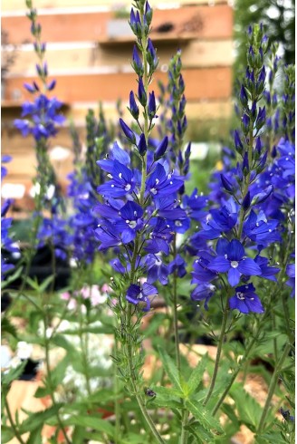 Veronica austriaca 'Kapitän' fleur