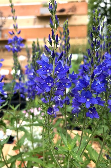 Veronica austriaca 'Kapitän' fleur