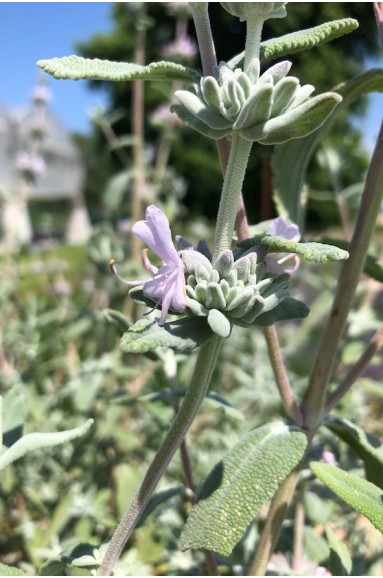 Salvia leucophylla Figueroa Fleur mauve