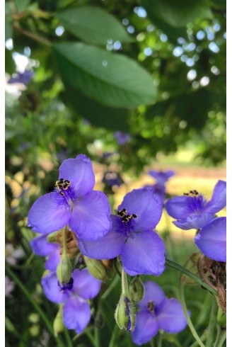 Tradescantia ohiensis Mrs Loewer fleur bleue